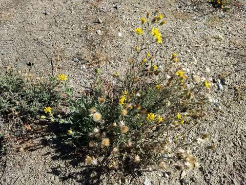 Image of sessileflower false goldenaster