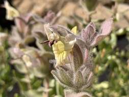 صورة Ruellia aspera (C. B. Cl.) Phillips