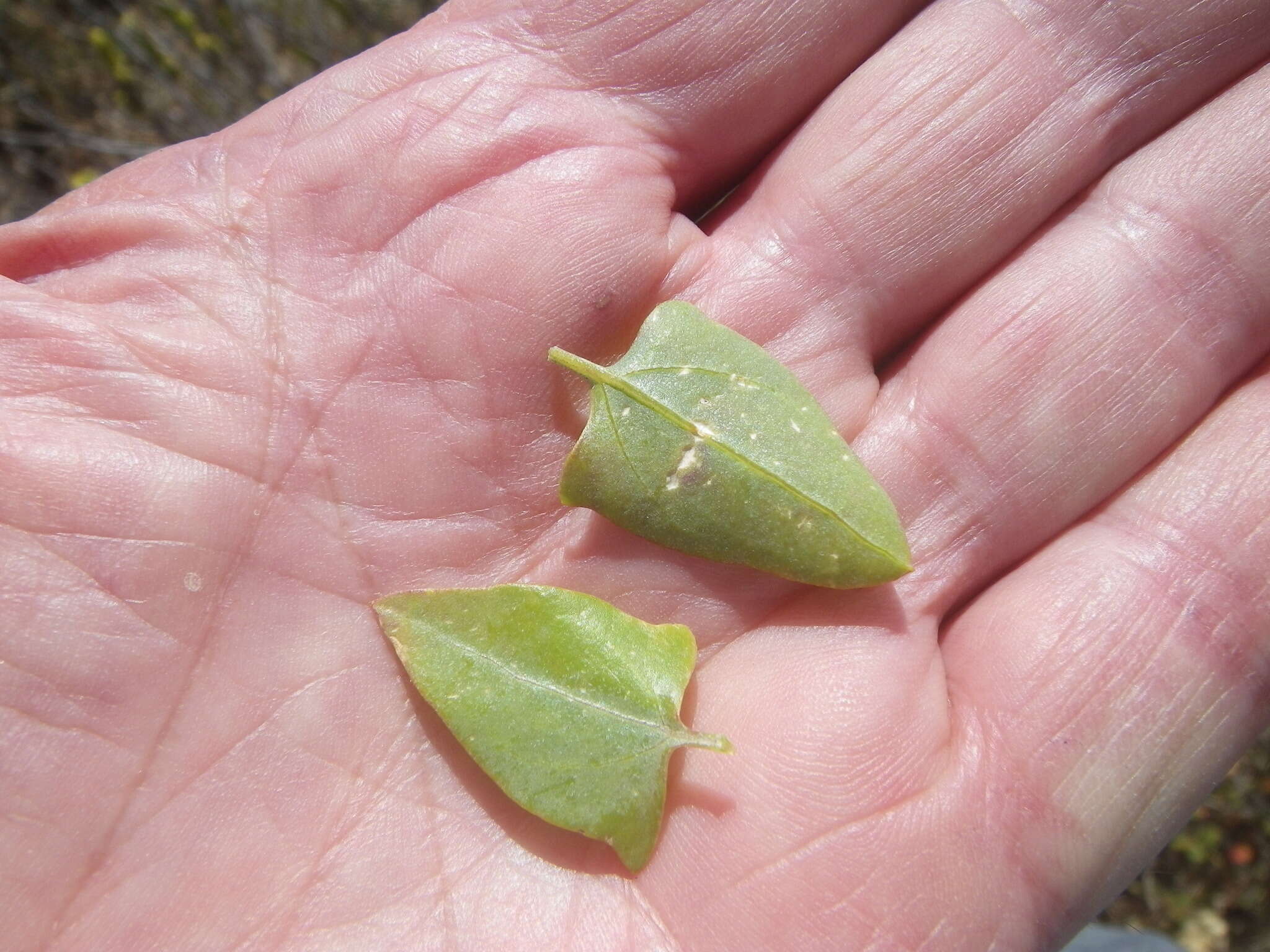 Image of Baconbush