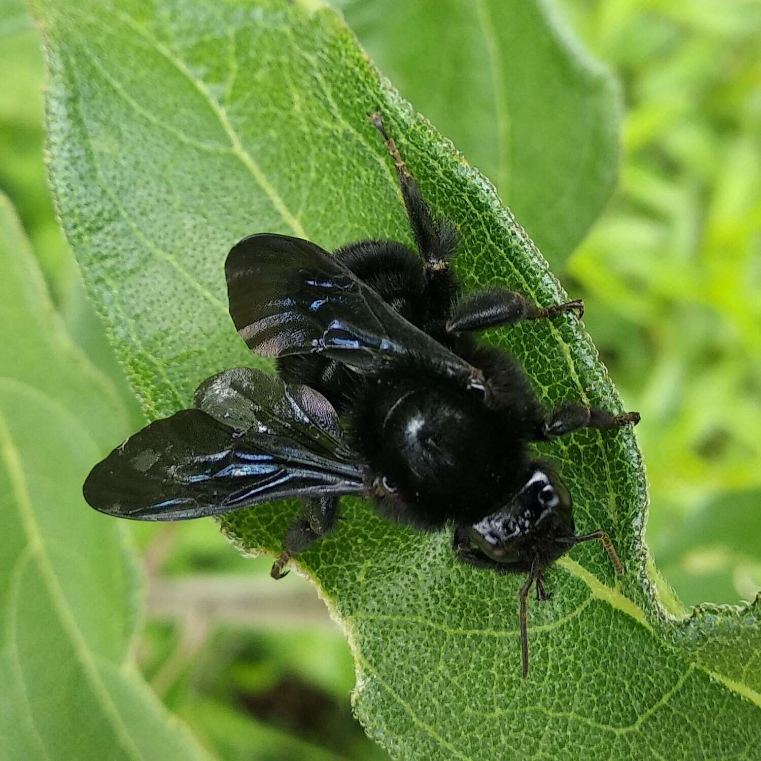 Image of Bombus diligens Smith 1861