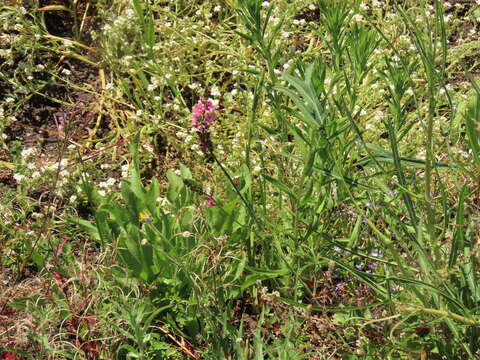 Image of Nelson's checkerbloom