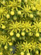 Image of Aeonium arboreum subsp. holochrysum (H. Y. Liu) Bañares