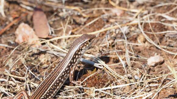 صورة Ctenotus orientalis Storr 1971