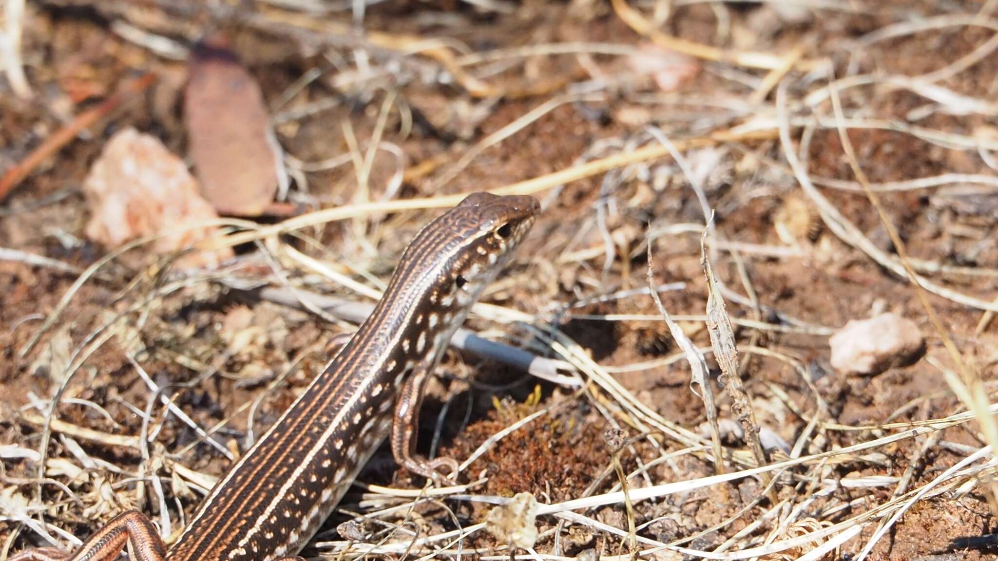 صورة Ctenotus orientalis Storr 1971