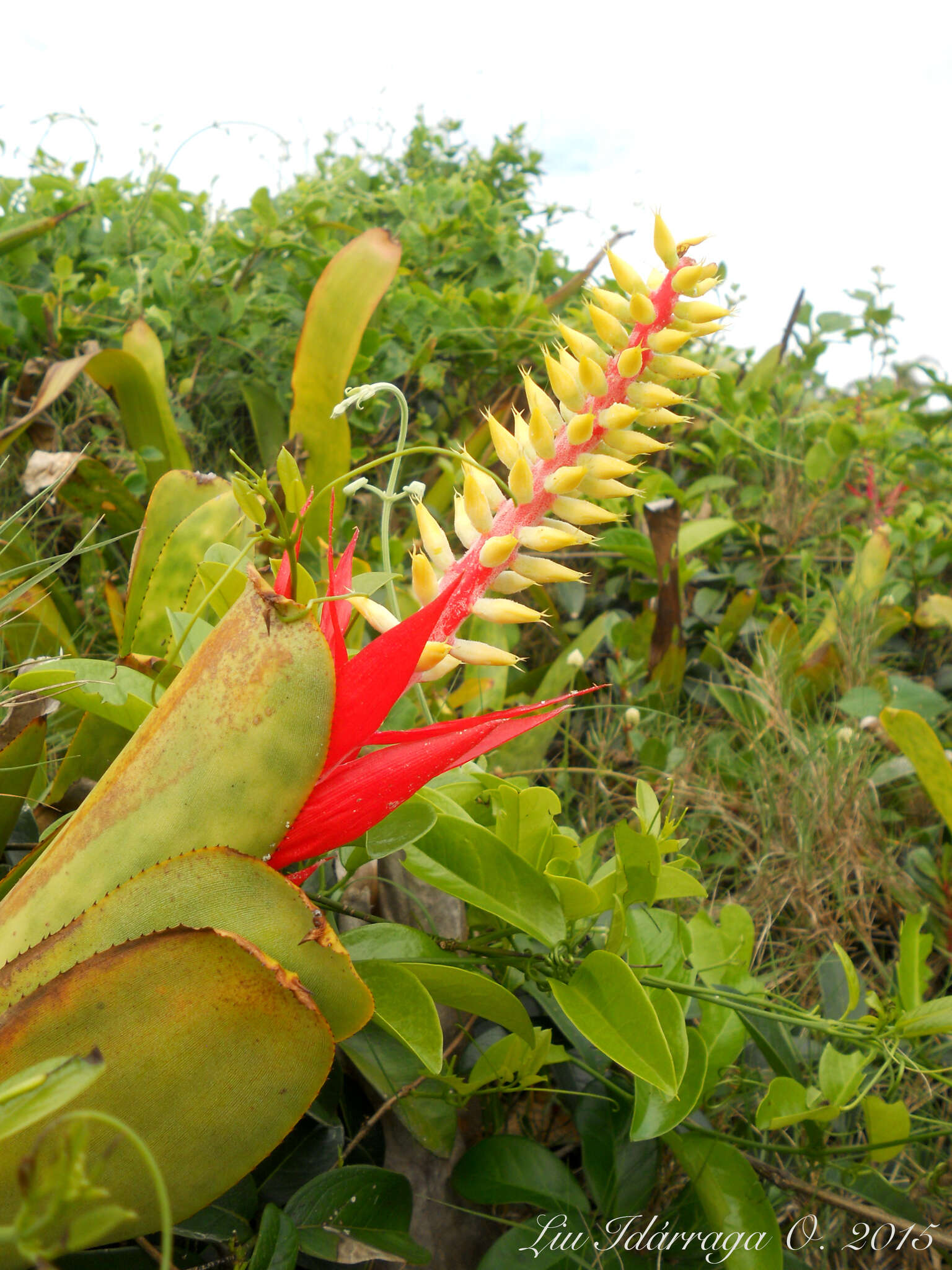 Imagem de Aechmea nudicaulis var. nudicaulis