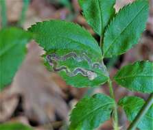 Image of Stigmella rosaefoliella (Clemens 1861) Wilkinson et al. 1979