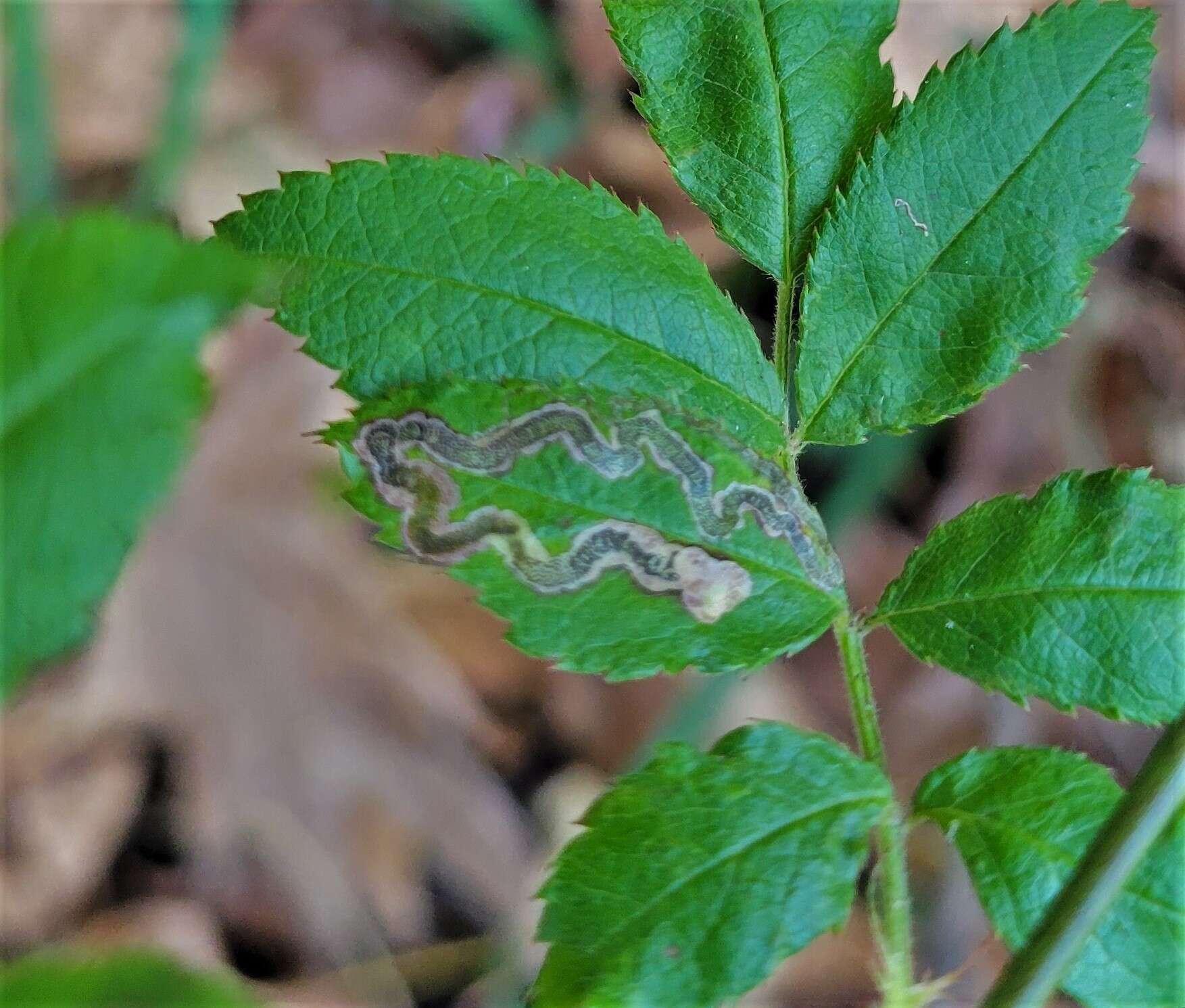 Image of Stigmella rosaefoliella (Clemens 1861) Wilkinson et al. 1979