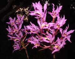 Image of Laelia superbiens Lindl.