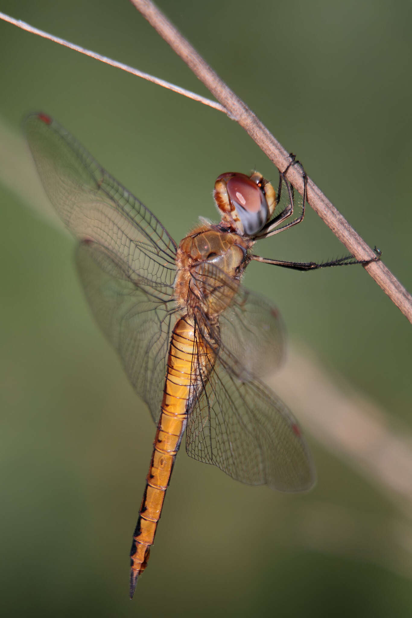 Image of Rainpool Gliders