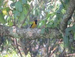 Image of Black-tailed Oriole