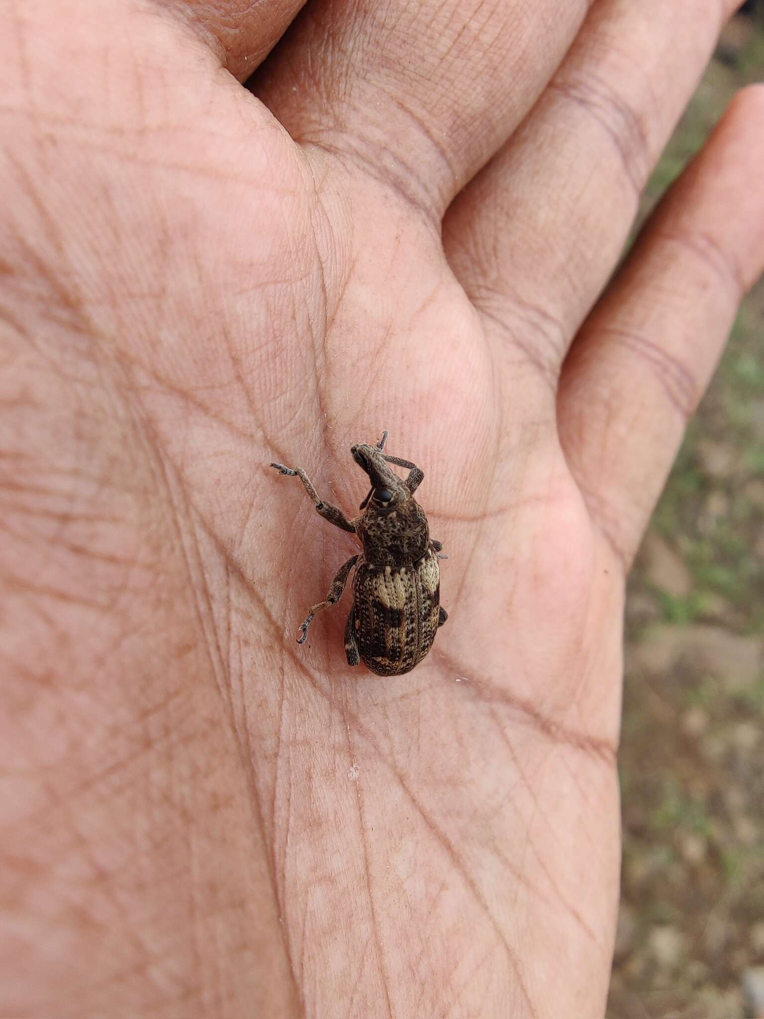 Image of <i>Pycnodactylopsis hypocrita</i> Chevrolat 1873