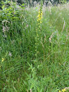 Image of Agrimony