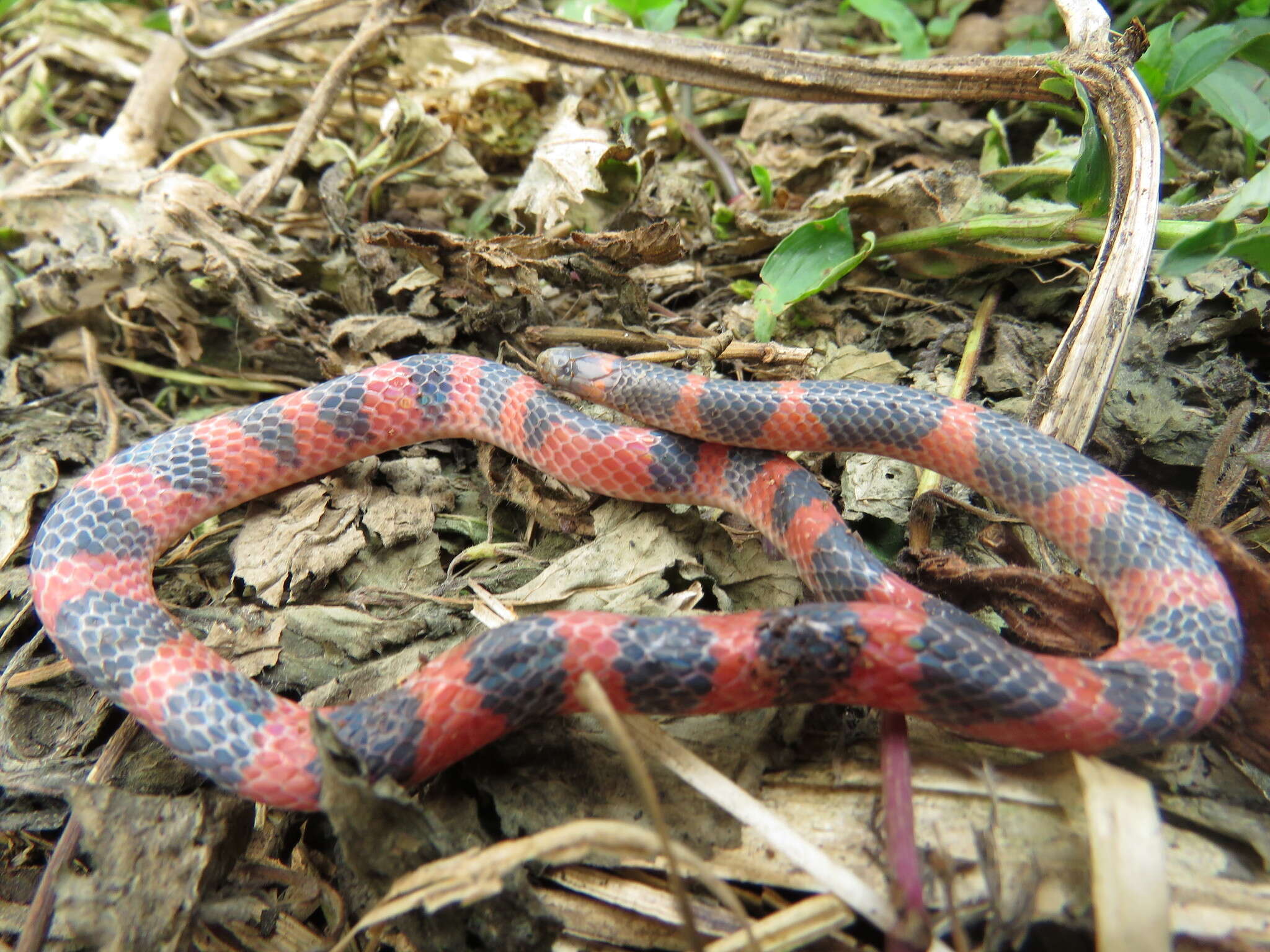 Geophis semidoliatus (A. M. C. Duméril, Bibron & A. H. A. Duméril 1854) resmi