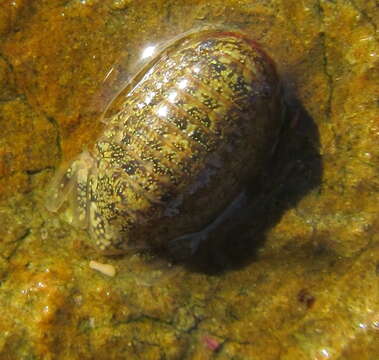 Image of Exosphaeroma gigas (Leach 1818)