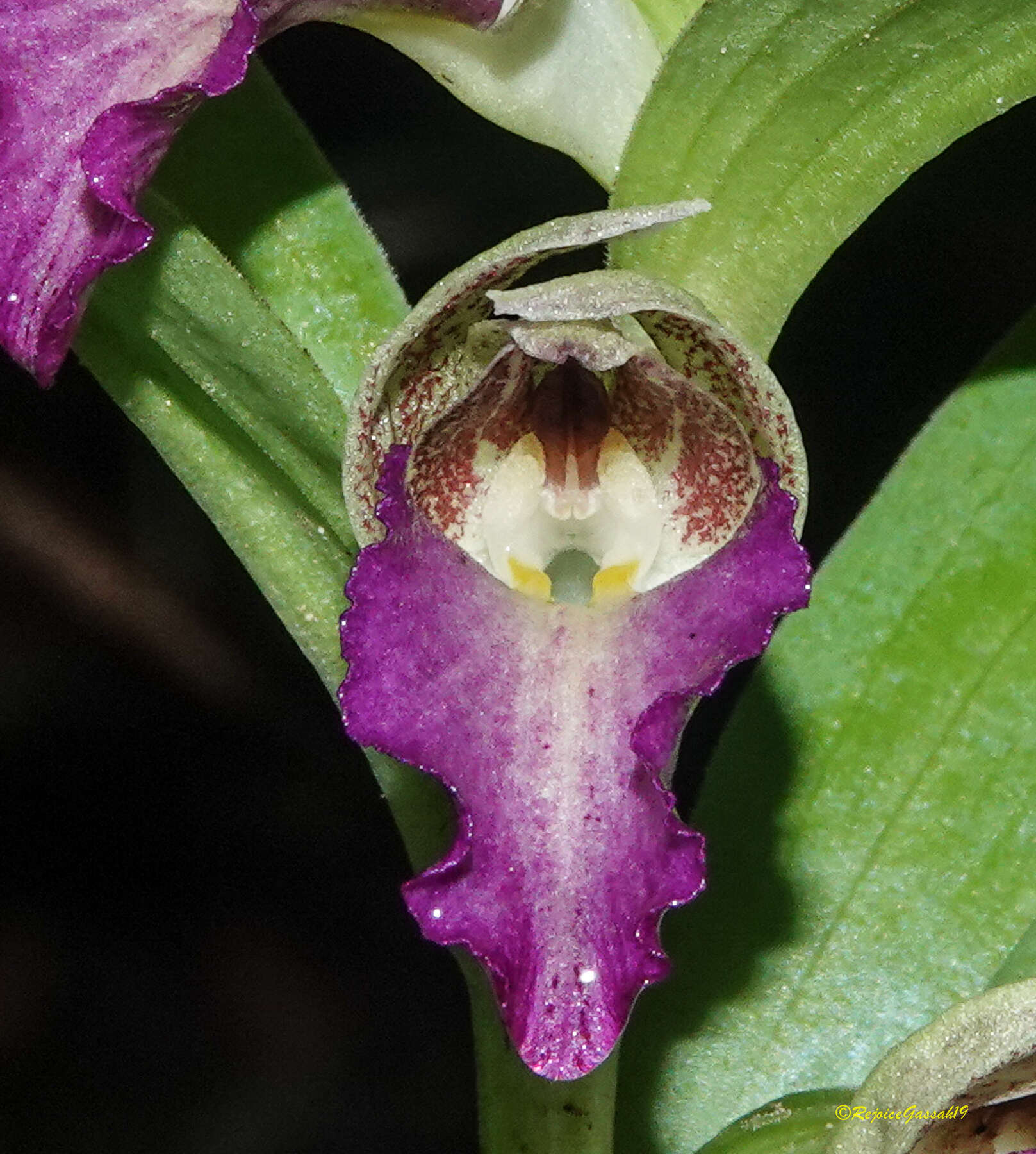 Image de Brachycorythis helferi (Rchb. fil.) Summerh.