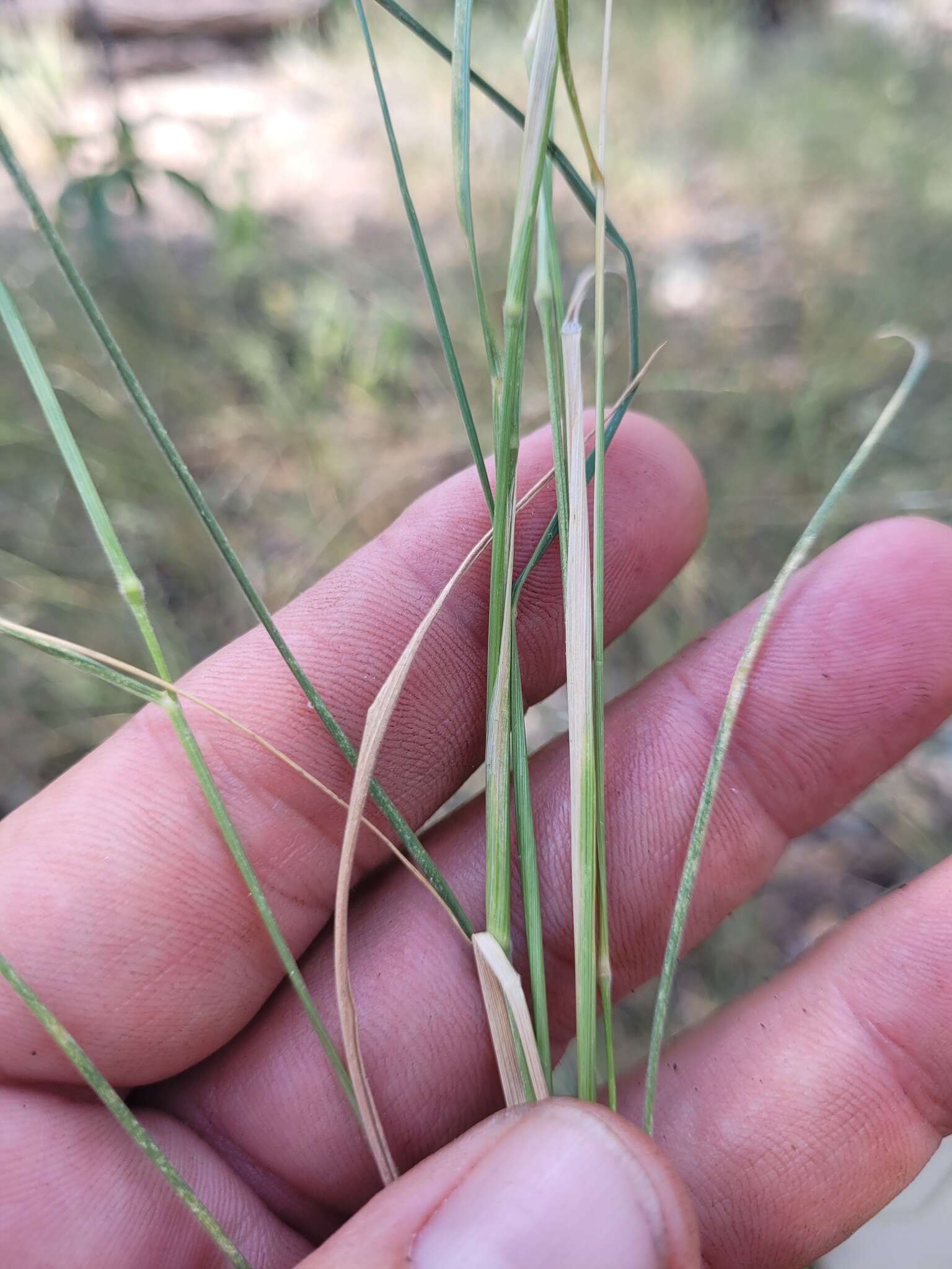 Plancia ëd Eriochloa pseudoacrotricha (Stapf ex Thell.) J. M. Black