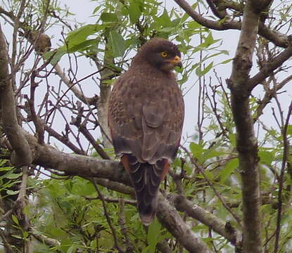 Image of Grasshopper Buzzard