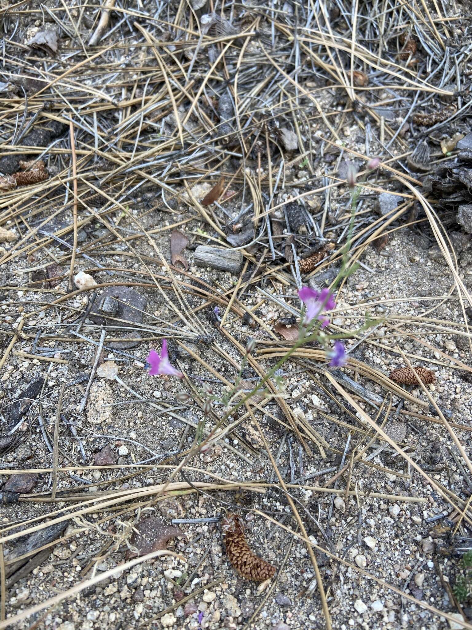 Image of Baja California ipomopsis