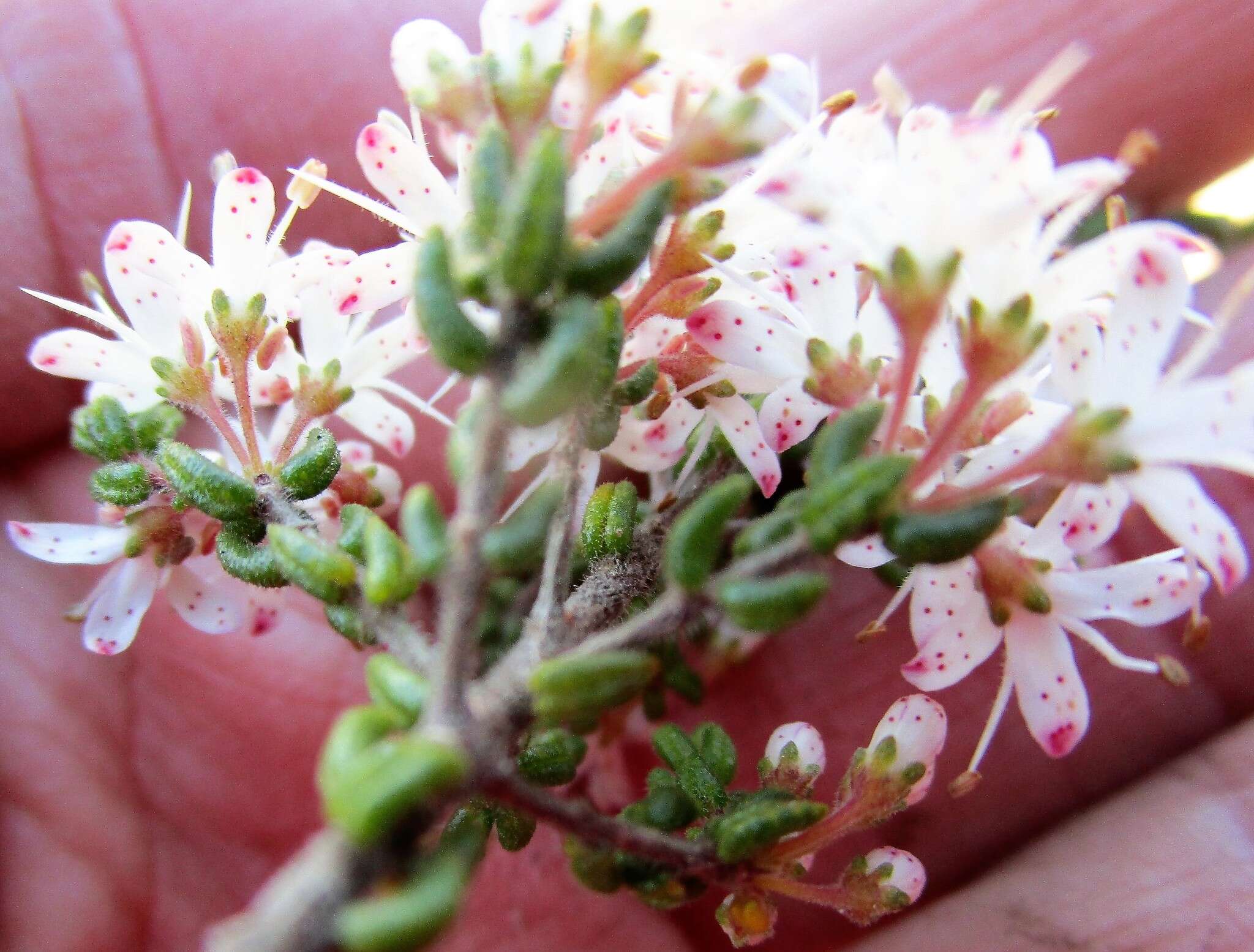 Image of Agathosma blaerioides Cham.