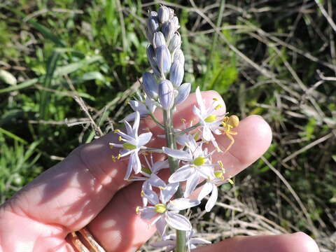 Imagem de Camassia scilloides (Raf.) Cory