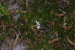 Слика од Scaevola repens de Vriese