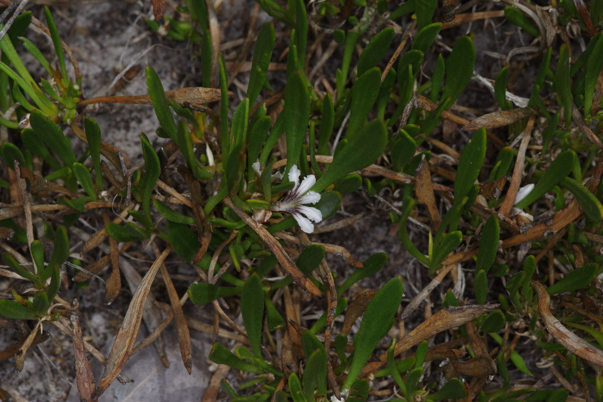 Слика од Scaevola repens de Vriese