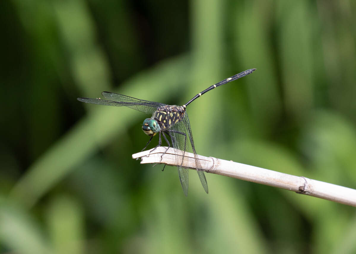 Image of Bottletail