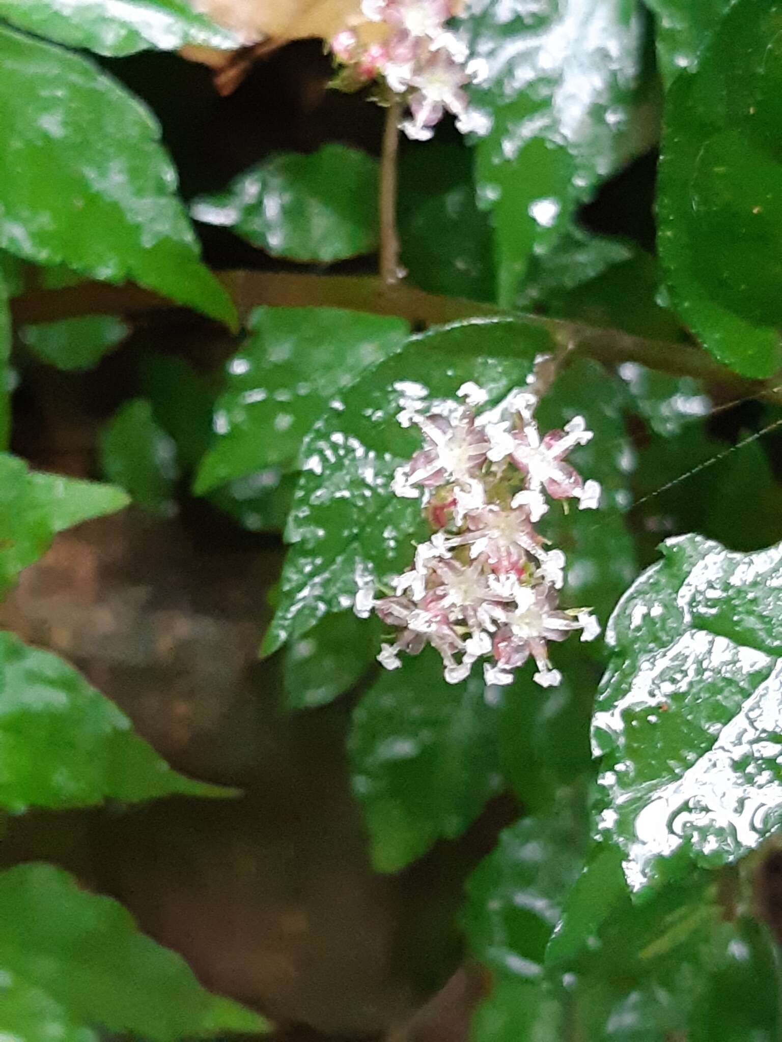 Image of Pellionia radicans (Sieb. & Zucc.) Wedd.