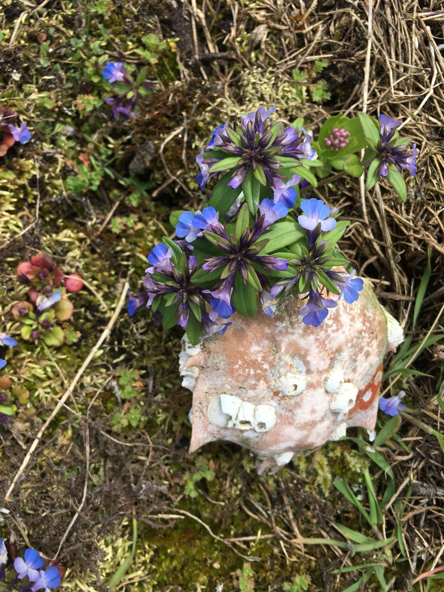 Image of maiden blue eyed Mary