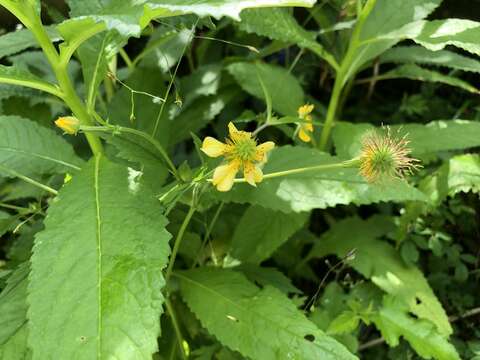 Image of Geum japonicum Thunb.