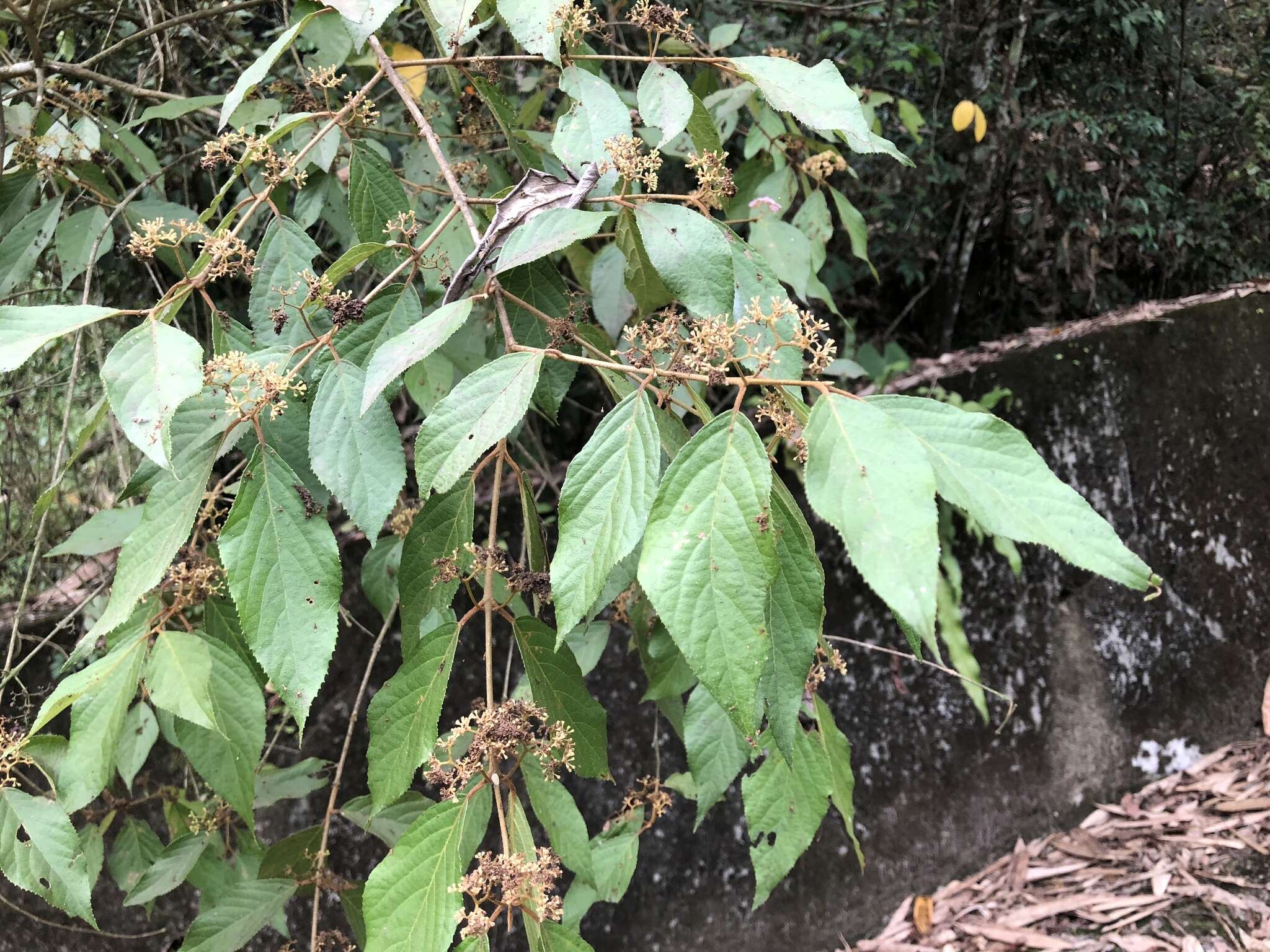 Image of Callicarpa pedunculata R. Br.