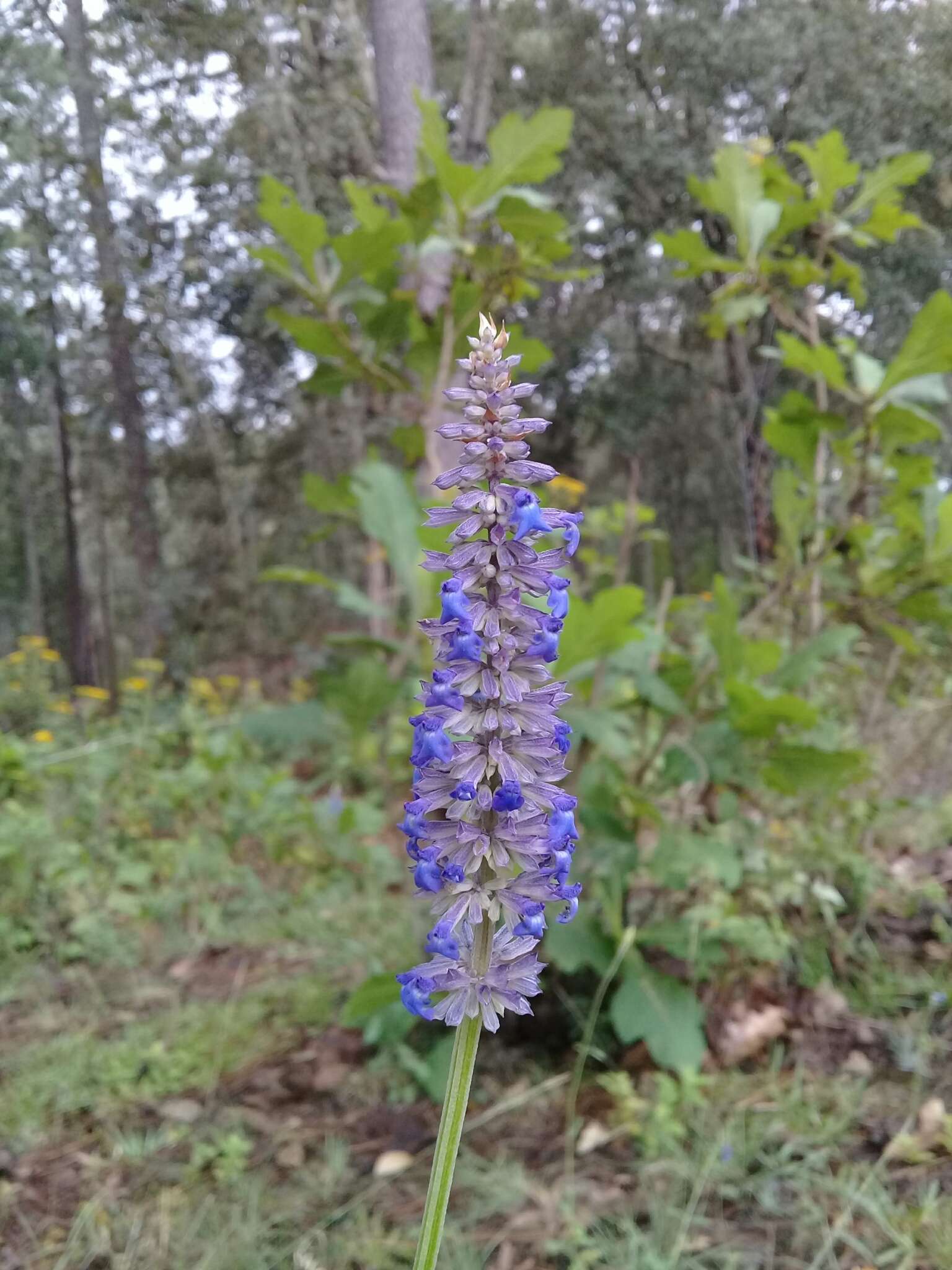 Image of Salvia lavanduloides Kunth