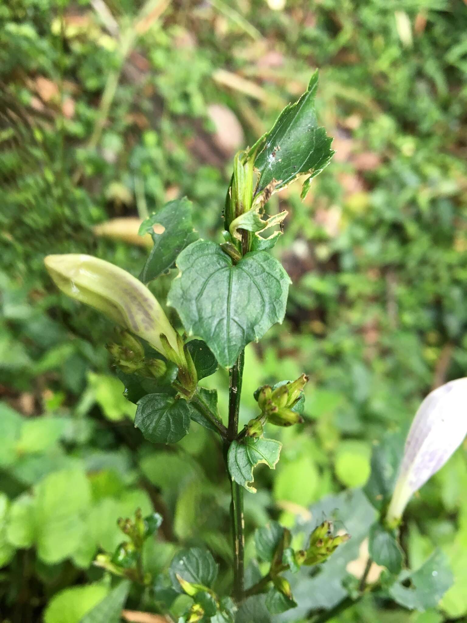 Image of Strobilanthes flexicaulis Hayata