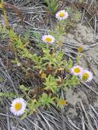 Image of Blochman's erigeron