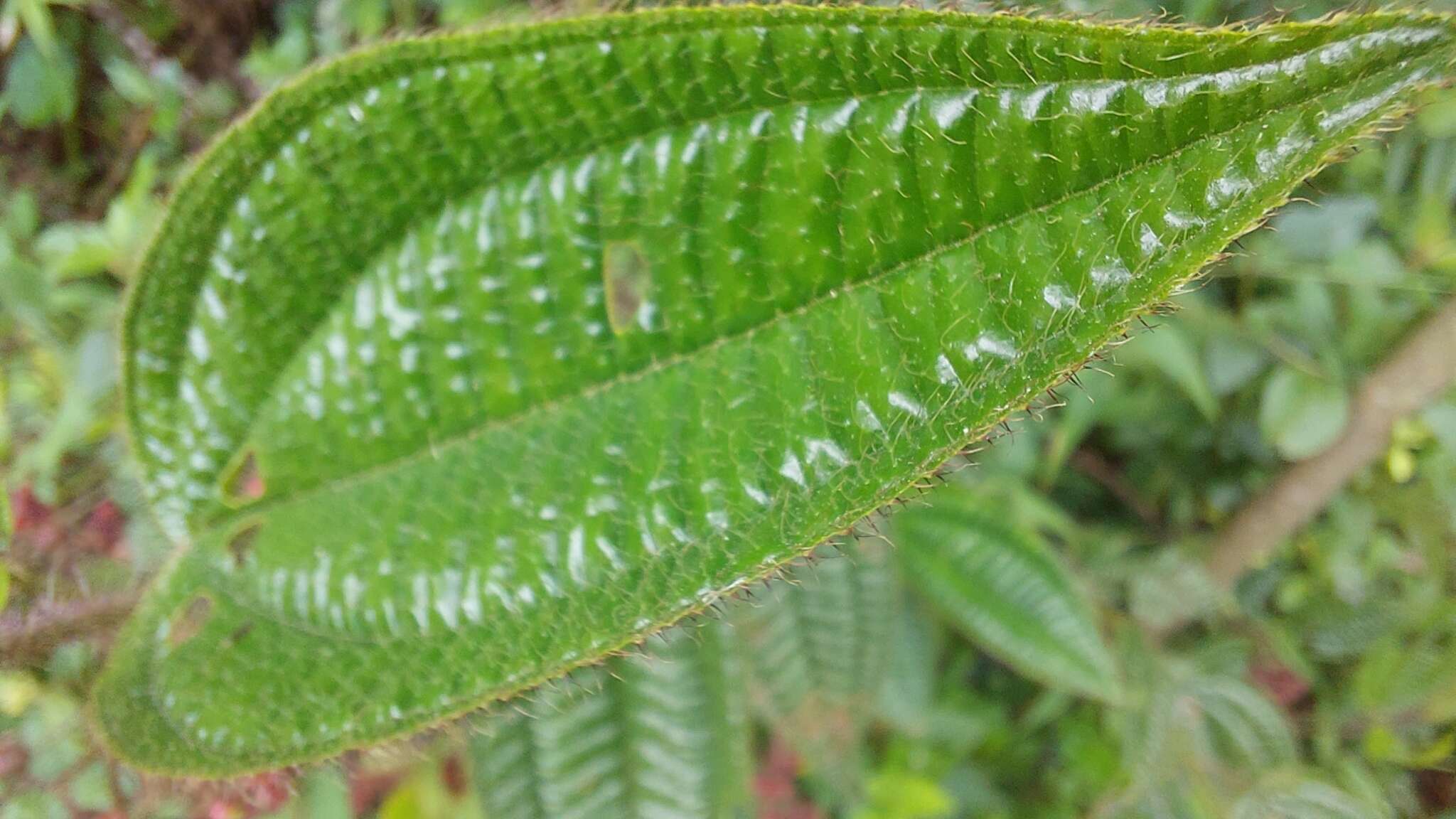 Image of Miconia australis