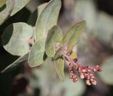 Image of Gabilan Mountains manzanita