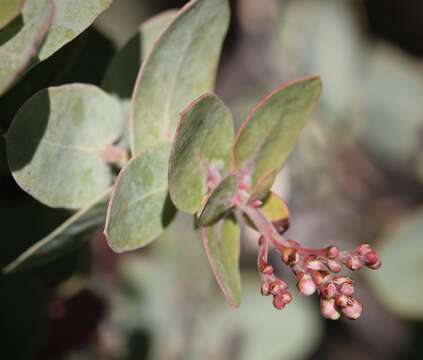 Слика од Arctostaphylos gabilanensis V. T. Parker & M. C. Vasey