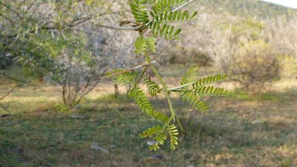 Plancia ëd Vachellia karroo (Hayne) Banfi & Galasso