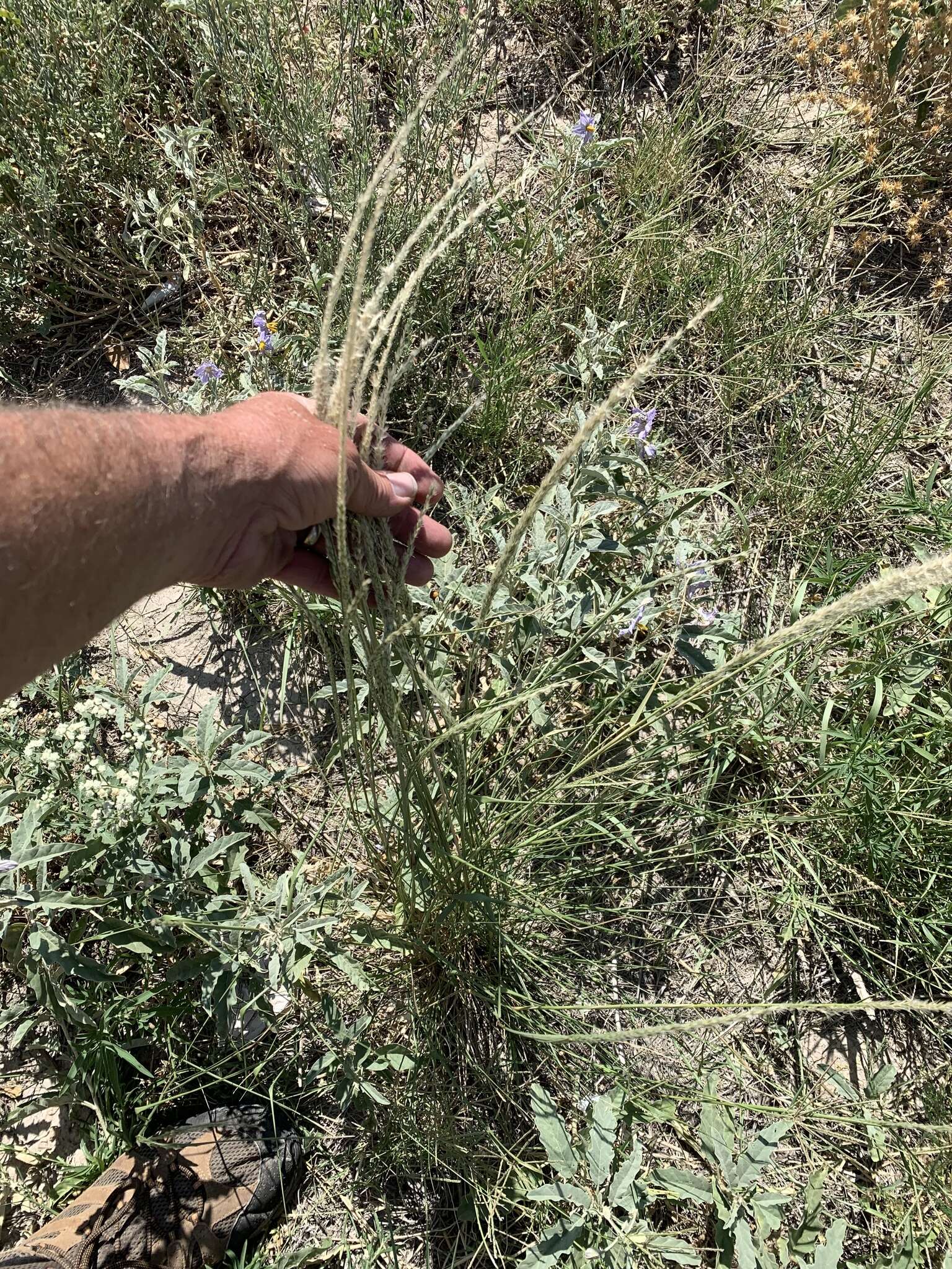 Sivun Pappophorum bicolor E. Fourn. kuva