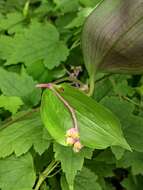 Image de Spatholirion longifolium (Gagnep.) Dunn