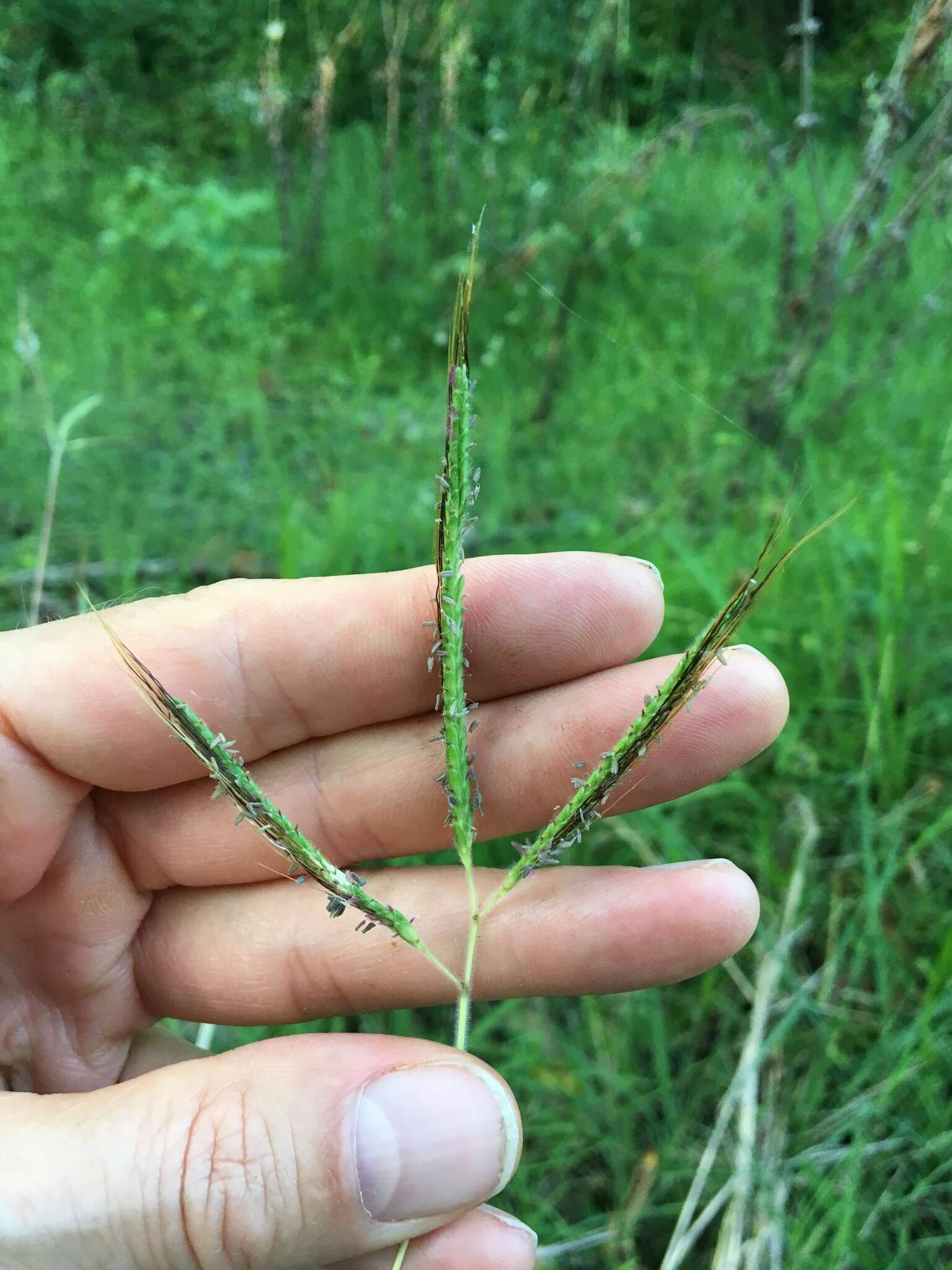 Image of Angleton bluestem