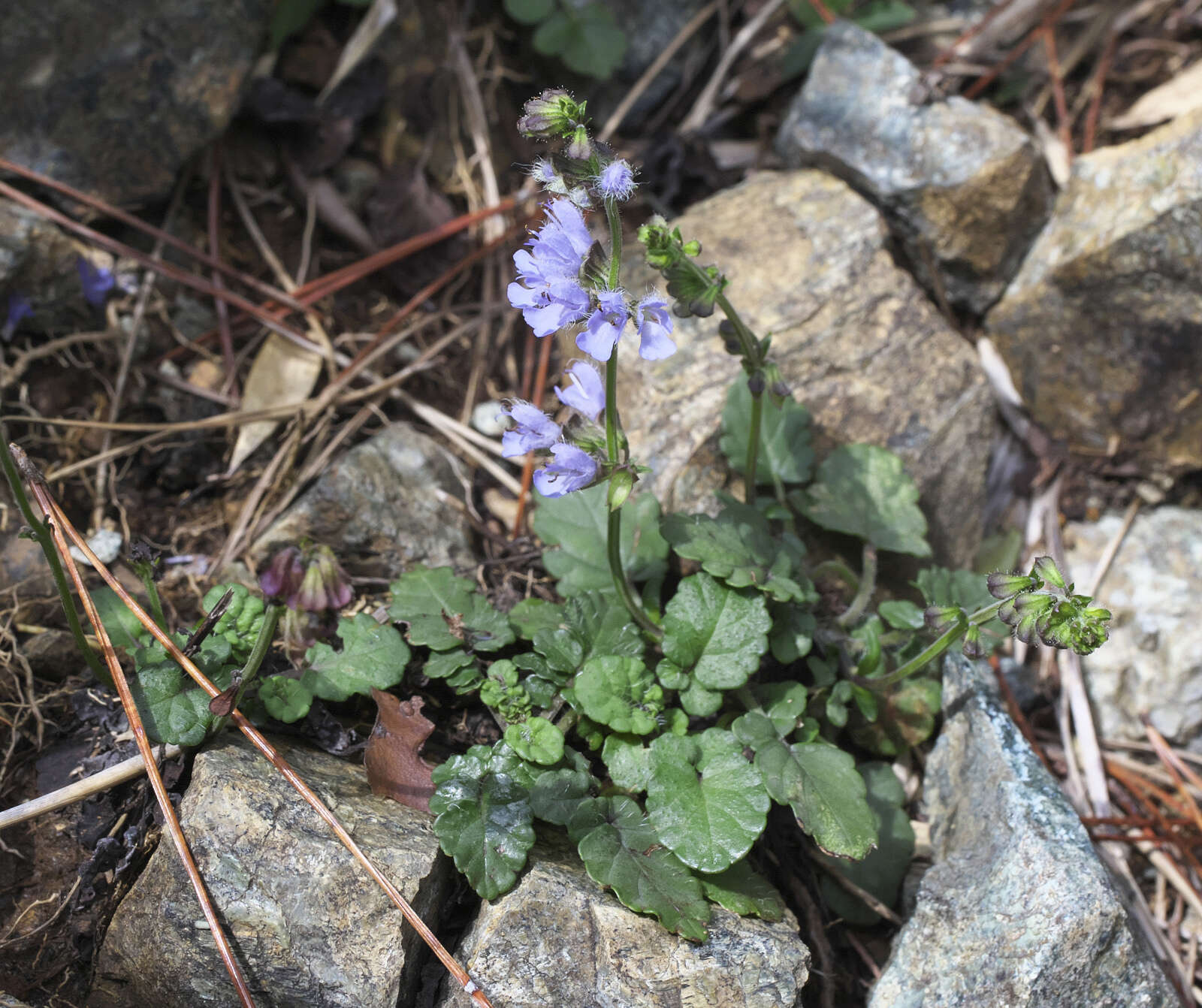 Image of Salvia isensis Nakai ex H. Hara