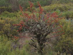 Image of Tylecodon paniculatus (L. fil.) H. Tölken