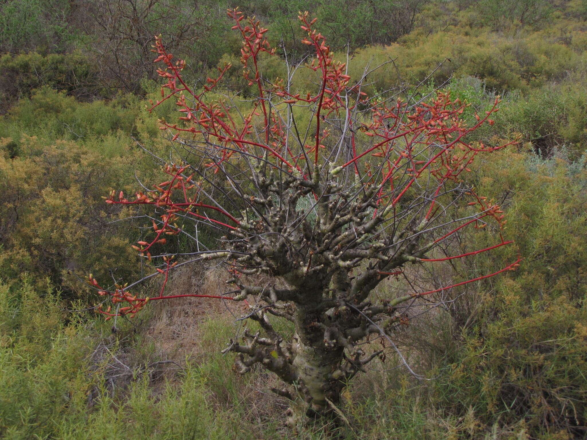 Image of Tylecodon paniculatus (L. fil.) H. Tölken