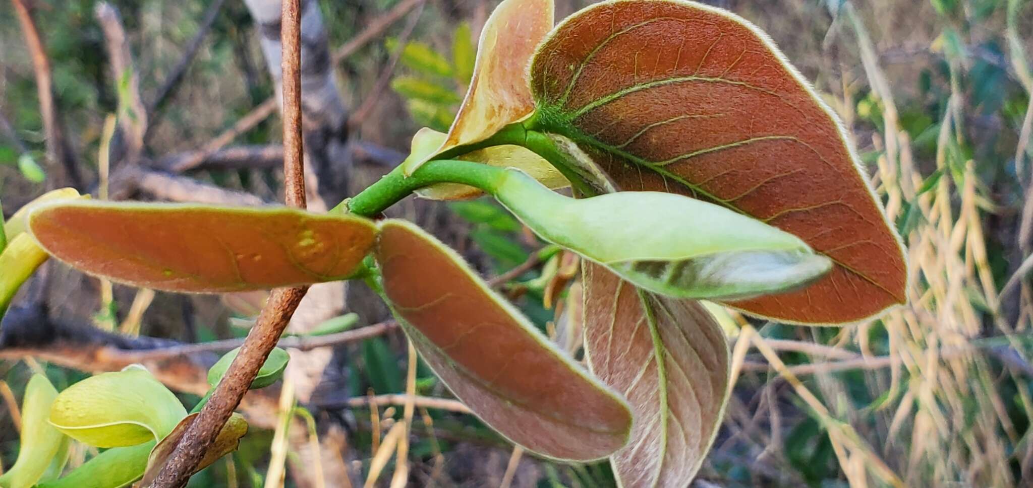 Image de Hymenaea stigonocarpa Hayne