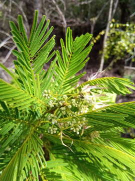 Image of Albizia polyphylla E. Fourn.