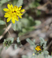 Plancia ëd Lessingia tenuis (A. Gray) Coville