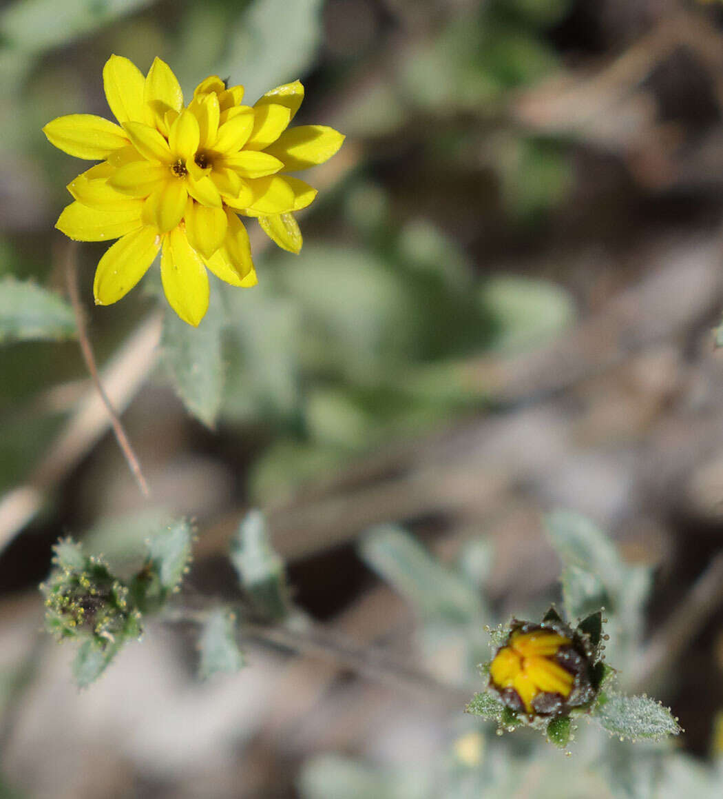 Plancia ëd Lessingia tenuis (A. Gray) Coville