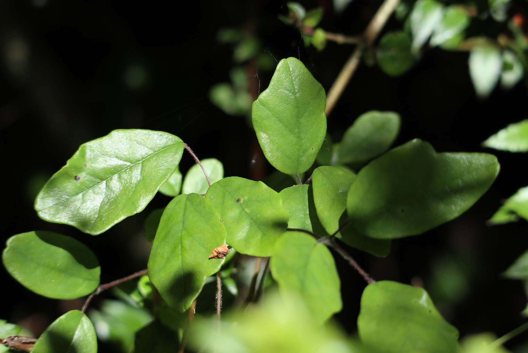 Image of Boquila trifoliolata (DC.) Decne.