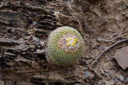 Parodia gibbulosoides F. H. Brandt resmi